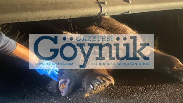 Yavru Ayıya Araç Çarptı
