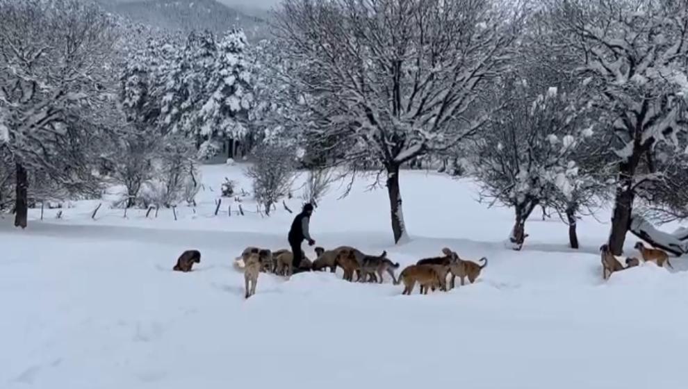 Bolu’da Hayvanseverlik Örneği: Sokak Köpeklerini Ormanda Besliyor