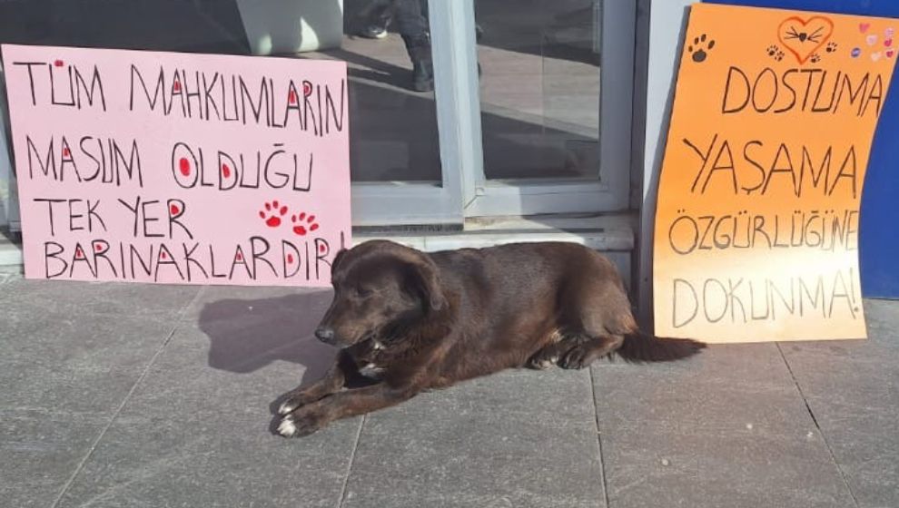 Bolu'da Hayvan Hakları Savunucularından AYM'ye Çağrı: “Kan Kokulu Yasayı İptal Et”