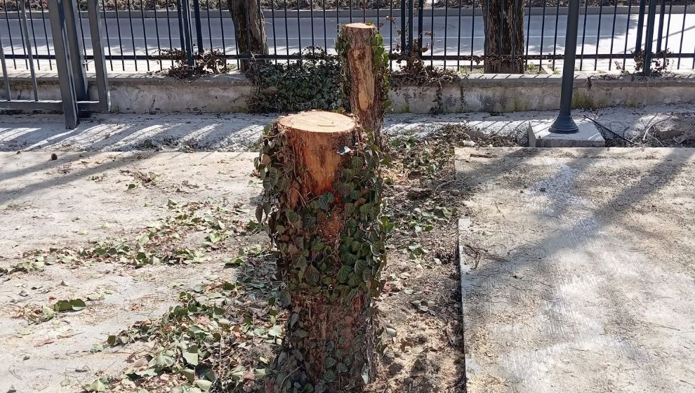 Anaokulu İnşaatında Ağaç Kesimi Tepki Çekti