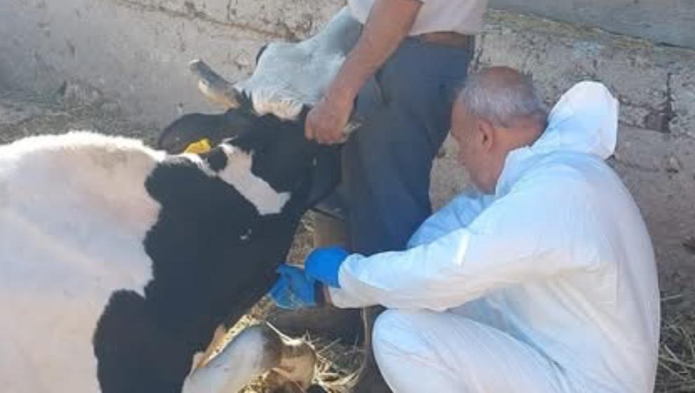 Göynük’te Sessiz Tehlike Botulismus Alarmı!