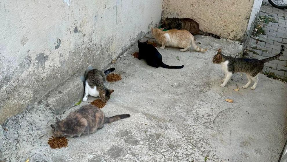 Tefeci Ruhlu İyilik