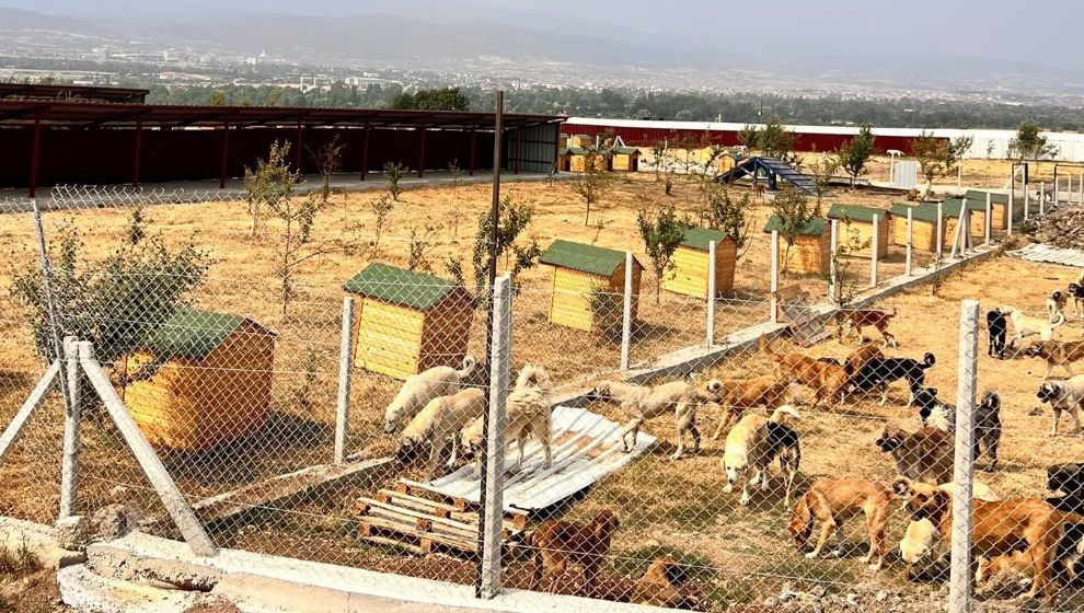 Barınakta Bir İşçi, Onlarca Can
