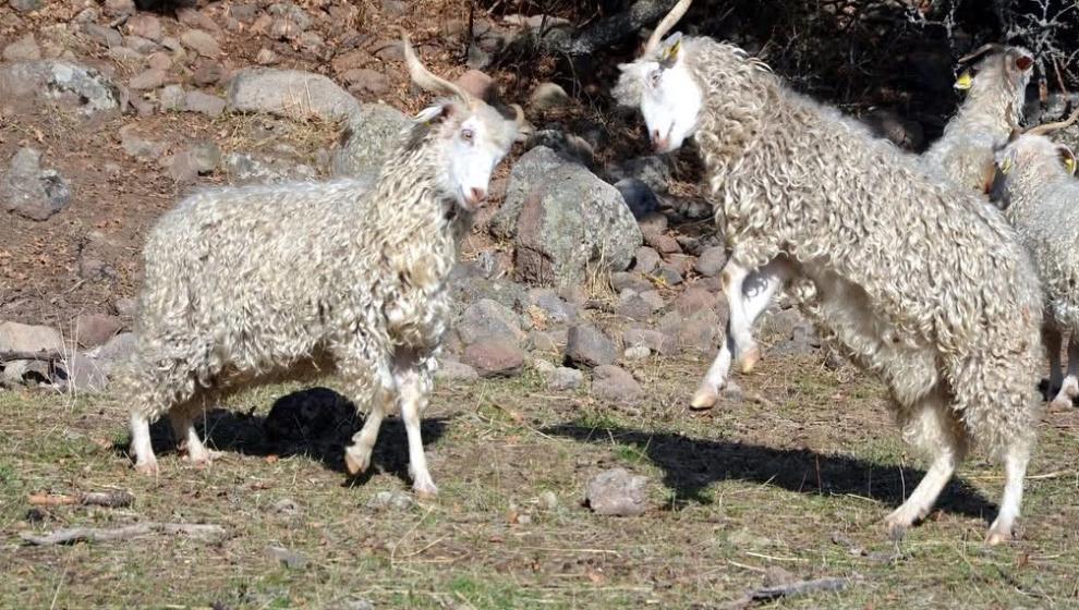 Ankara Keçisi Gelecek Nesillere Aktarılıyor