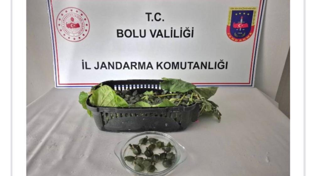 Otobüs Bagajından 500 Kaçak Kaplumbağa Çıktı!